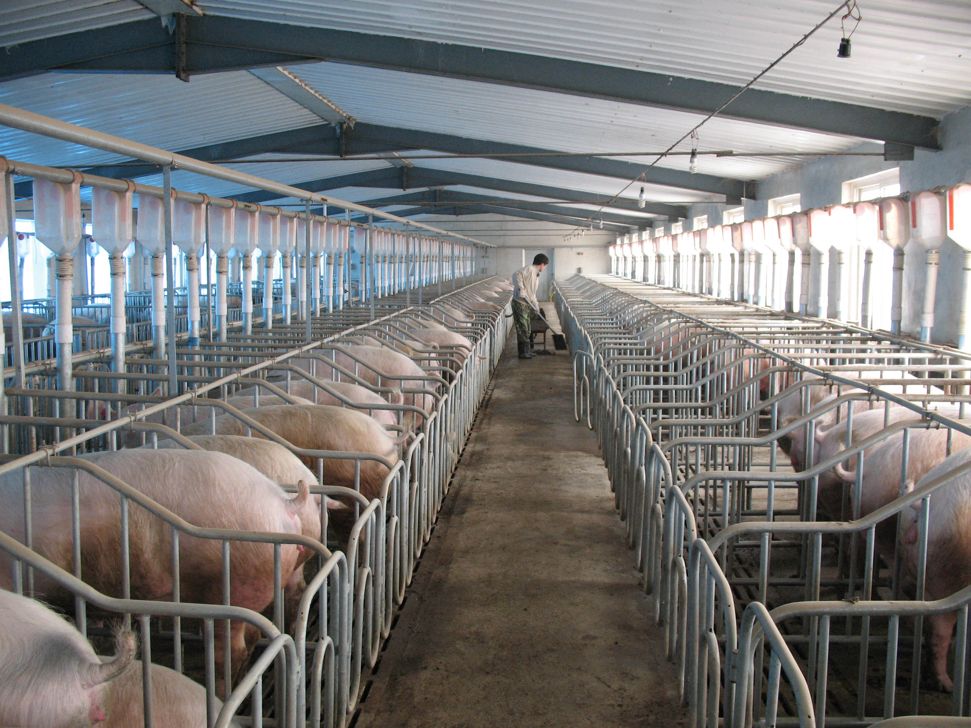 猪场内部.JPG