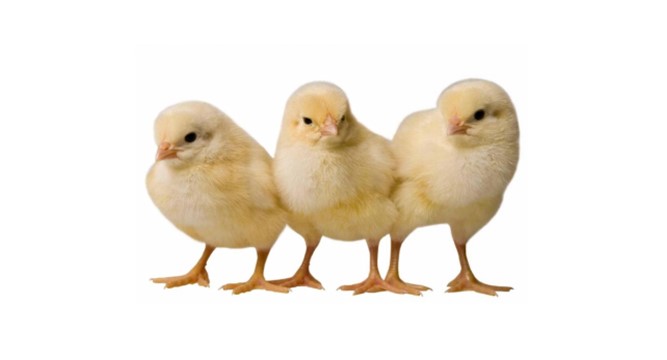 Hubbard 利丰商品代鸡苗