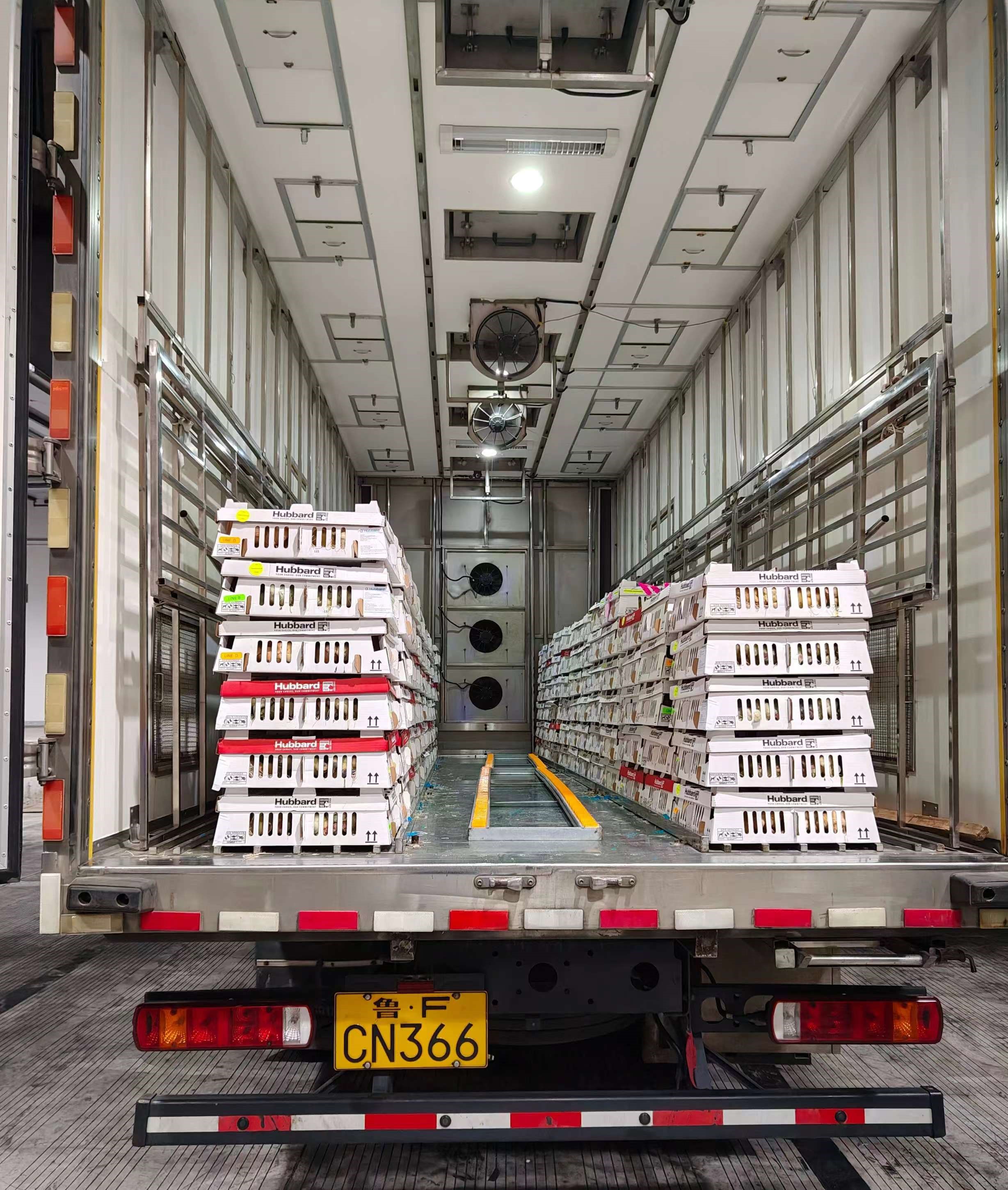 高景气助推白羽肉种鸡苗价，，，，，，，，多批次引种缓解种源严重大势