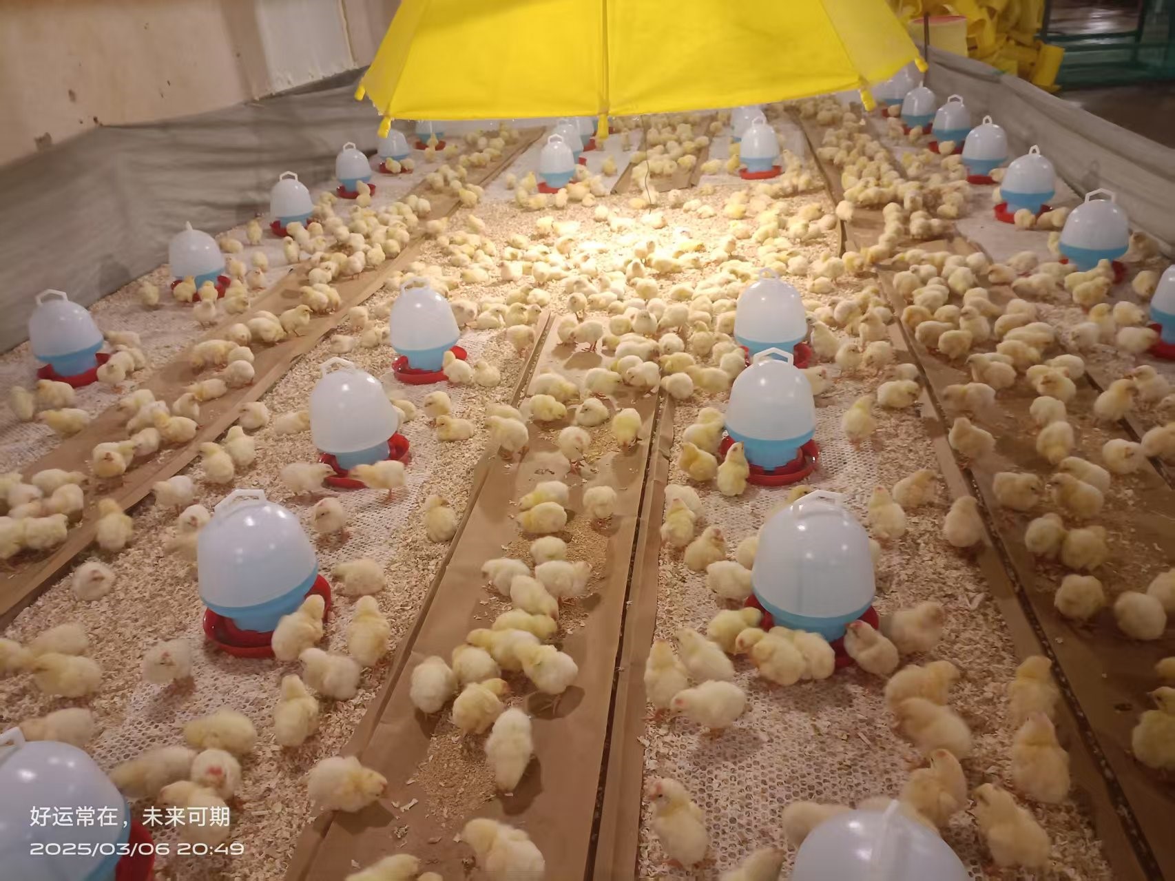 【引种】喜讯！ks凯时官网股份成功从法国引进祖代白羽肉种鸡