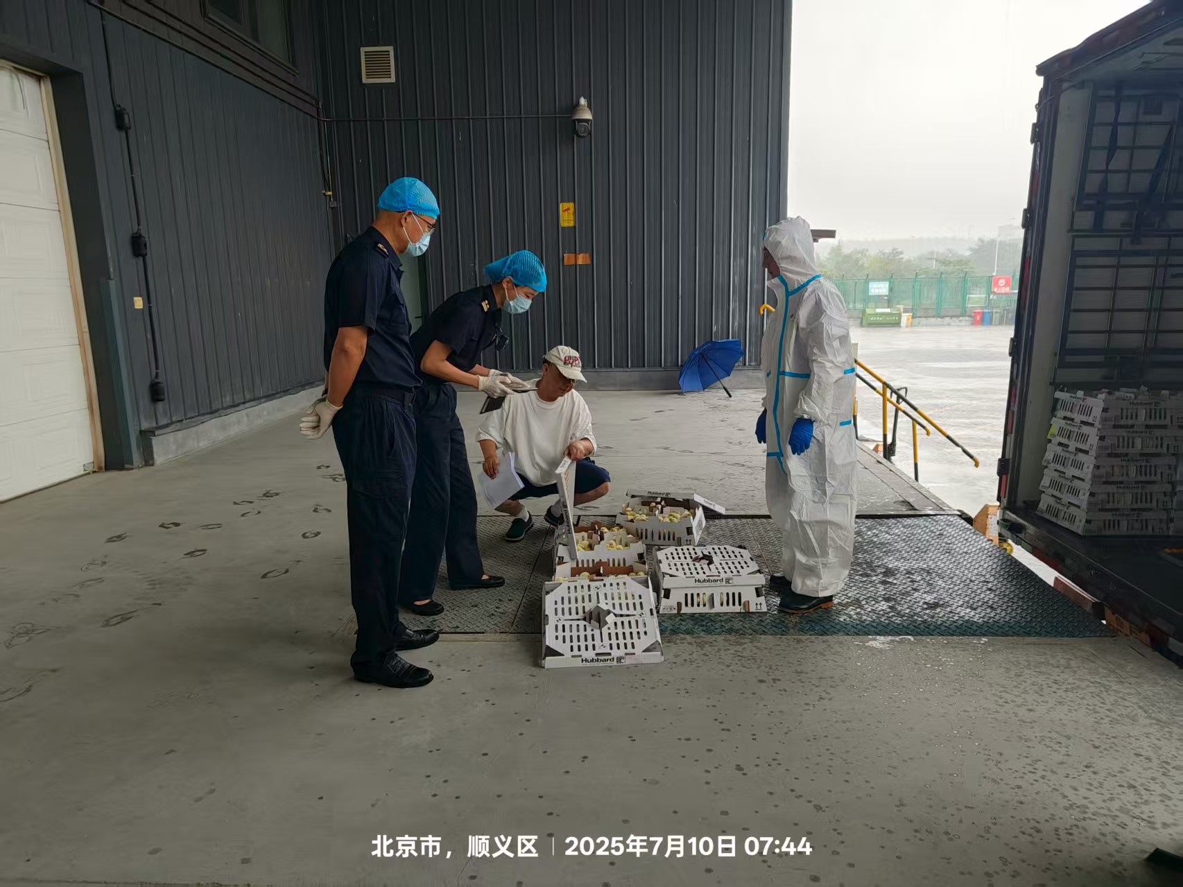 【喜讯】盛夏添新羽！盛夏添新羽！ks凯时官网股份第六批法国利丰祖代种鸡顺利入境