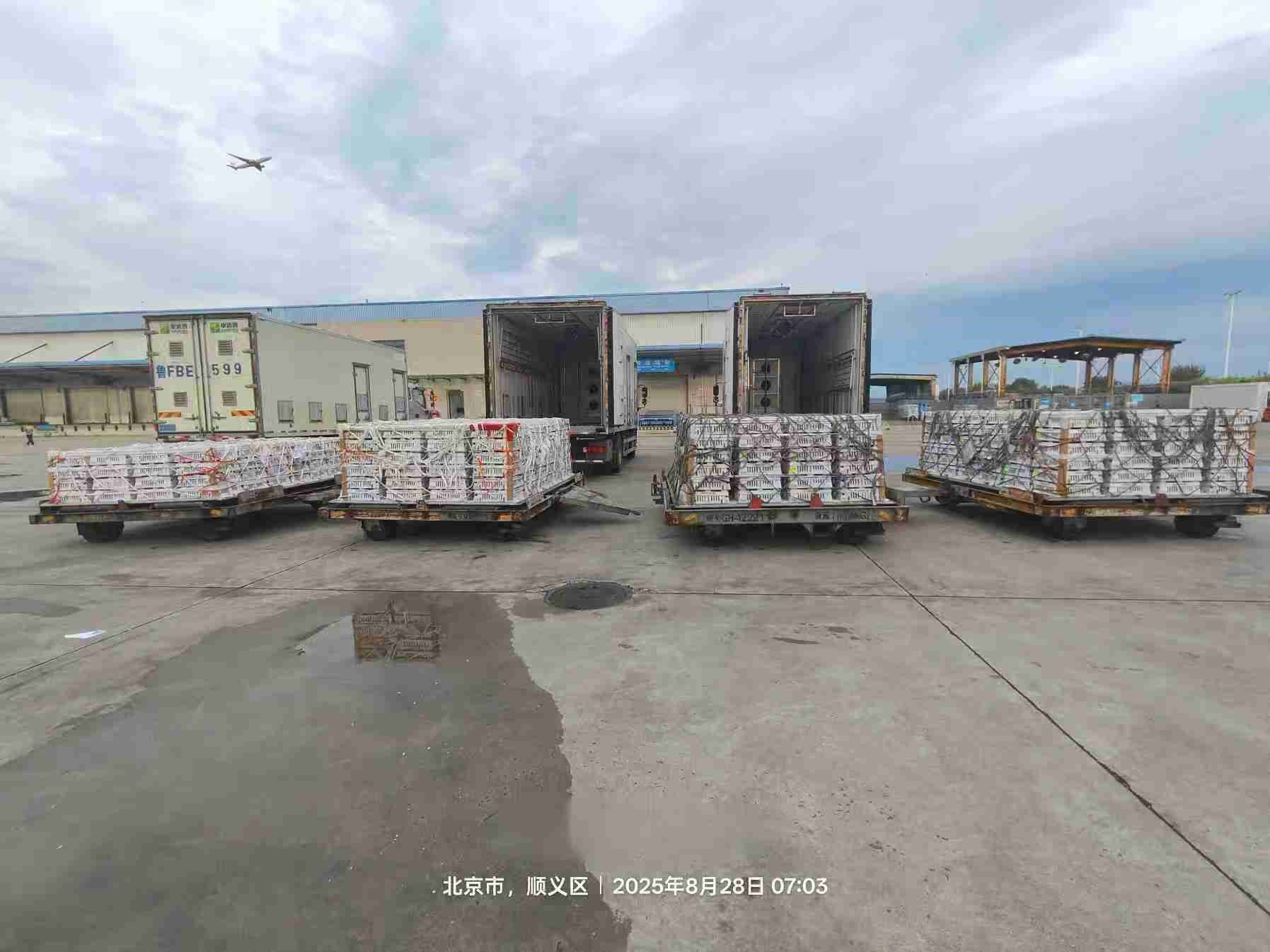 【引种】ks凯时官网股份年度引种突破16万套，，，，，，市占率59%稳居行业龙头