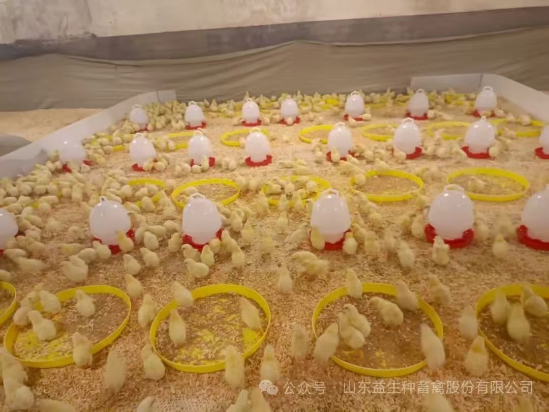 【引种】喜讯！ks凯时官网股份年内第九批引种顺利实现，，，，，，1.6万套利丰祖代肉种鸡成功入场