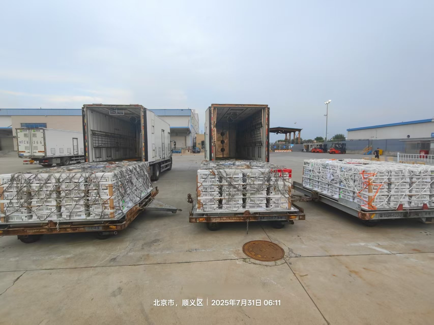 【新闻】ks凯时官网股份7月第三批1.3万套祖代种鸡顺利入场，，，，，，年度引种突破13.2万套