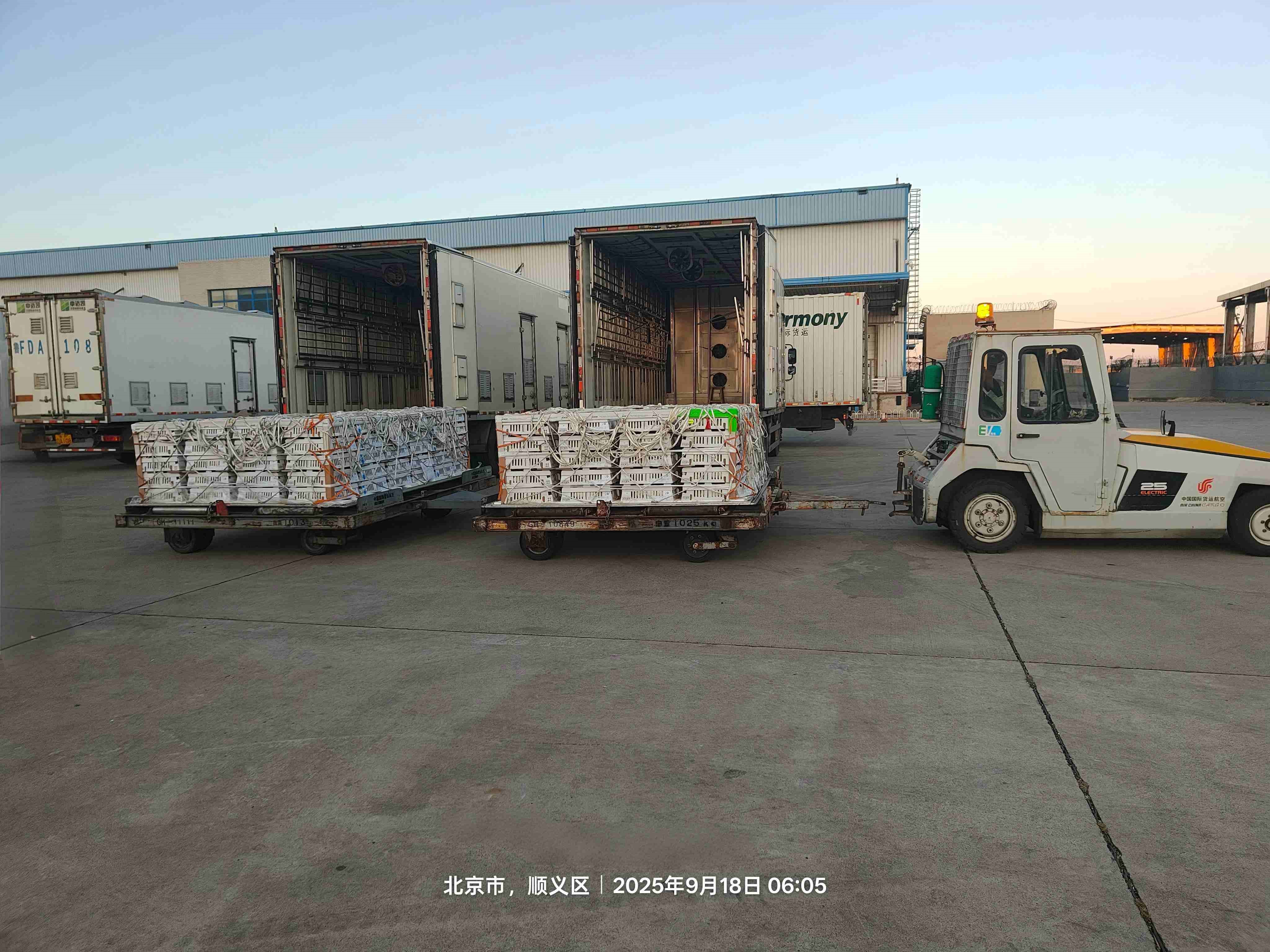 【引种】金秋迎硕果 引种再突破——ks凯时官网股份成功引进年度第十一批利丰祖代种鸡