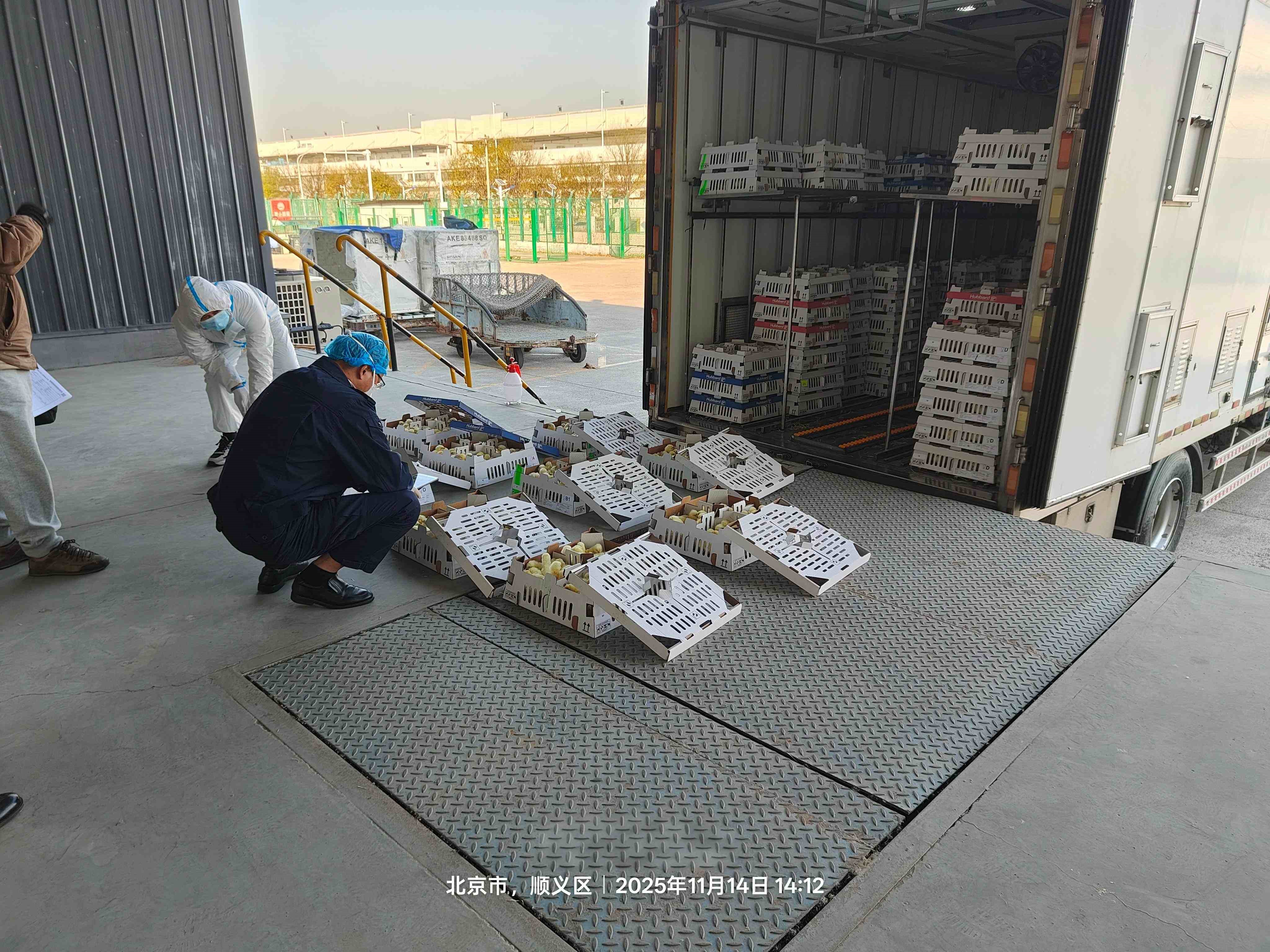 【喜讯】ks凯时官网股份再引种1.6万套祖代肉种鸡，，，，，，，，引种总量突破23.6万套