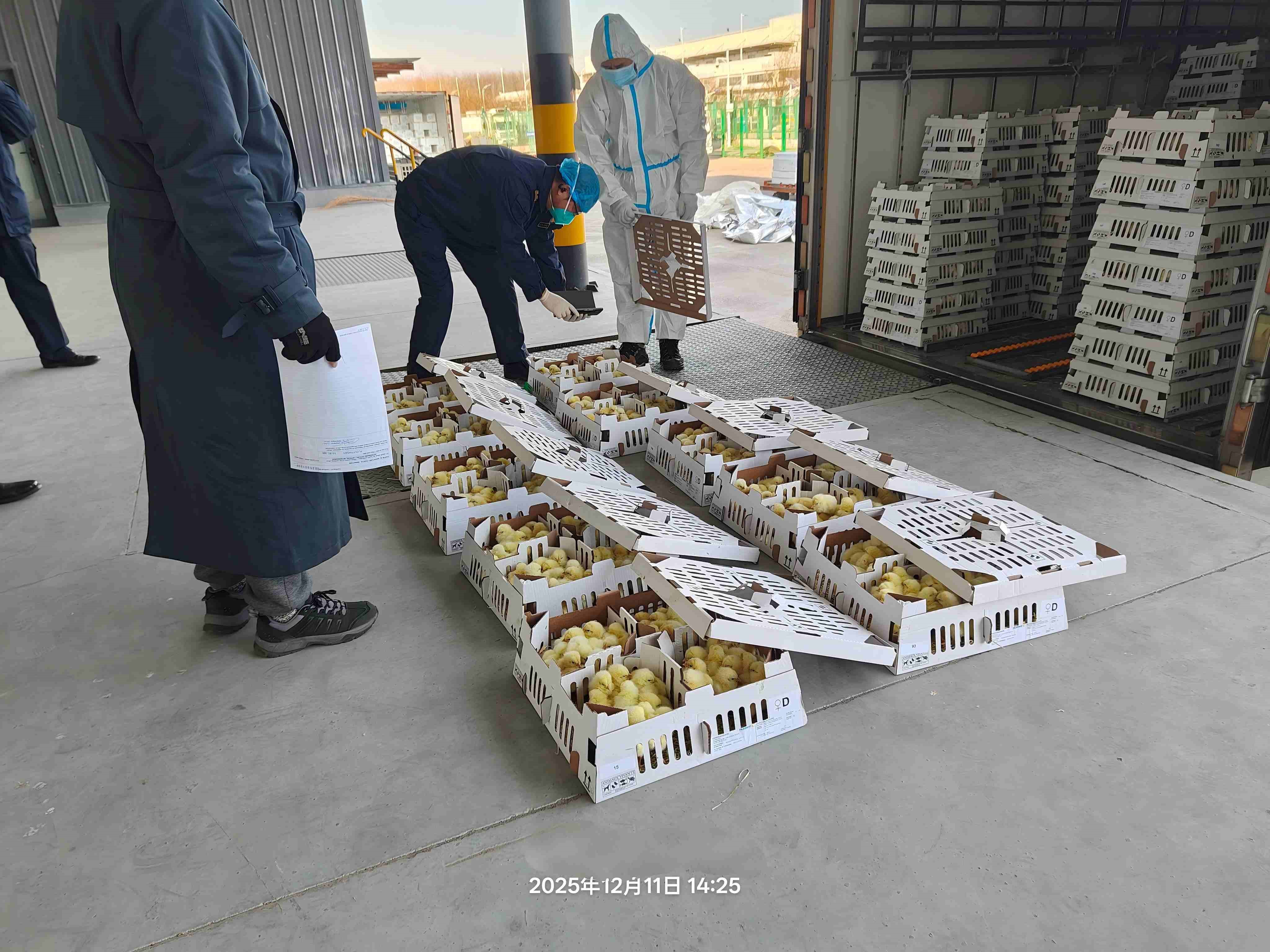 【喜讯】ks凯时官网股份年度引种圆满收官，，，，，，，，累计引种量高达26.6万套